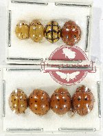 Scientific lot no. 111 Coccinelidae (8 pcs)