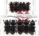 Scientific lot no. 147 Passalidae (10 pcs - 5 pcs A2)