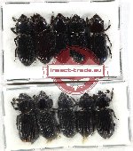 Scientific lot no. 146 Passalidae (10 pcs A2)