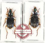 Scientific lot no. 642 Carabidae (2 pcs)