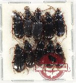 Scientific lot no. 643 Carabidae (10 pcs)