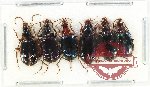 Scientific lot no. 648 Carabidae (6 pcs)