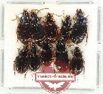 Scientific lot no. 644 Carabidae (10 pcs)