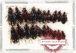 Scientific lot no. 645 Carabidae (20 pcs)