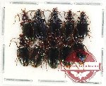 Scientific lot no. 646 Carabidae (10 pcs)