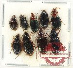 Scientific lot no. 647 Carabidae (9 pcs A2)