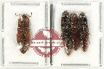 Scientific lot no. 163 Elateridae (4 pcs)