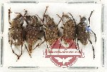 Scientific lot no. 134 Anthribidae (5 pcs)