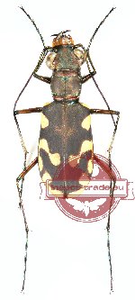 Calomera decemguttata