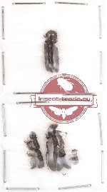 Bostrichidae Scientific lot no. 5 (8 pcs)