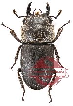 Dorcus parvulus