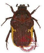 Clinteria cinctipennis