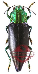 Cyphogastra (s.str.) nigripennis (A-)