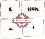 Bothrideridae Scientific lot no. 1 (8 pcs)