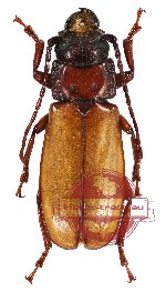 Archetypus fulvipennis