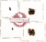 Bothrideridae Scientific lot no. 2 (6 pcs)