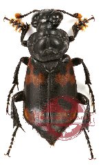 Nicrophorus (s.str.) sp. 1