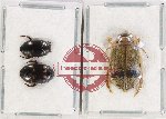 Scientific lot no. 105 Dytiscidae (3 pcs)