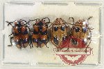 Scientific lot no. 465 Chrysomelidae (4 pcs)