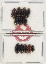 Scientific lot no. 402 Tenebrionidae (12 pcs)