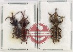 Scientific lot no. 110 Brenthidae (3 pcs)