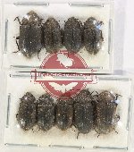 Scientific lot no. 405 Tenebrionidae (9 pcs)