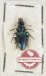 Scientific lot no. 650 Carabidae (Catascopus sp.) (1 pc A2)