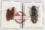 Scientific lot no. 164 Elateridae (3 pcs)