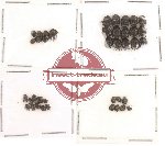 Bruchidae Scientific lot no. 2 (39 pcs)