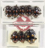 Scientific lot no. 81 Endomychidae (10 pcs)