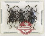 Scientific lot no. 729 Curculionidae (3 pcs)