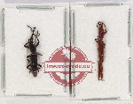 Scientific lot no. 111 Brenthidae (2 pcs)