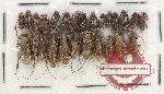 Scientific lot no. 263 Cerambycidae (25 pcs A2)