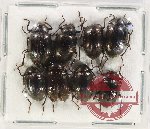 Scientific lot no. 400 Tenebrionidae (8 pcs)