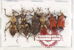 Scientific lot no. 1050 Heteroptera (6 pcs A2)