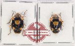 Scientific lot no. 1058 Heteroptera (2 pcs A2)