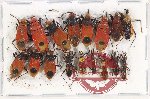 Scientific lot no. 1046 Heteroptera (17 pcs A2)