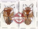 Scientific lot no. 1060 Heteroptera (2 pcs A2)