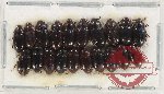 Scientific lot no. 401 Tenebrionidae (20 pcs)