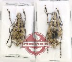 Scientific lot no. 139 Anthribidae (2 pcs - 1 pc A2)