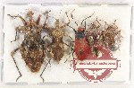Scientific lot no. 1053 Heteroptera (5 pcs A, A-, A2)