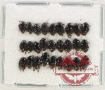 Scientific lot no. 1051 Heteroptera (27 pcs)