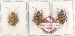 Scientific lot no. 1055 Heteroptera (3 pcs)