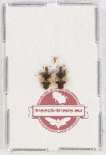 Scientific lot no. 1052 Heteroptera (2 pcs)