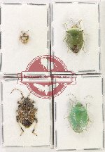 Scientific lot no. 1057 Heteroptera (4 pcs)