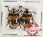 Scientific lot no. 471 Chrysomelidae (2 pcs)