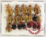 Scientific lot no. 469 Chrysomelidae (19 pcs)