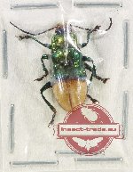 Promechus sp. 11