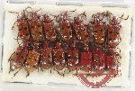 Scientific lot no. 464 Chrysomelidae (Lilioceris sp.) (15 pcs)