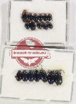 Scientific lot no. 467 Chrysomelidae (18 pcs)